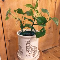 モンステラ,観葉植物,リビング・ダイニングの画像