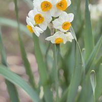 スイセン,地植え,元気！,白いお花,お出かけ先の画像