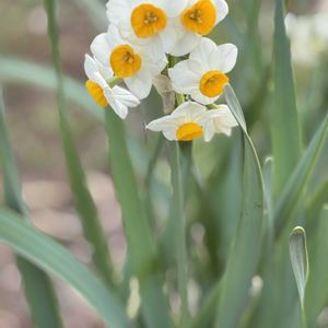 スイセン,地植え,元気！,白いお花,お出かけ先の画像