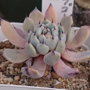 エケベリア,黒爪ザラゴーサ,黒爪ザラゴーサ,多肉植物,小さな花壇の画像