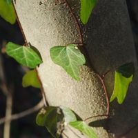 ハオルチア,多肉植物,観葉植物,塊根植物,サボテン科の画像