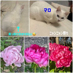 ネコ好き,花のある暮らし,ネコのいる暮らし,花好き,ニャンニャン祭りの画像