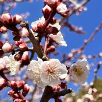 アンズ,ウメ,ウメ,季節の花,GSのみなさんに感謝♡の画像