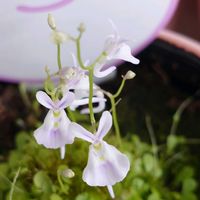 ウサギゴケ,枝垂れ桜,シラカシ,食虫植物,イマソラの画像