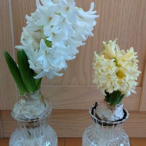 ヒヤシンス,球根,ガーデニング,水栽培,花のある暮らしの画像