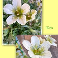 アロエ,パンジー,クモマグサ,クモマグサ（雲間草）,野鳥(シジュウカラ)の画像