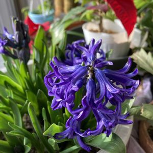 ヒヤシンス,ポインセチア,楽しみ〜,花のある暮らし,2年目の画像