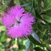 カワラナデシコ,カワラナデシコ,かわいい,可憐,癒しの画像