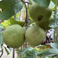 グァバ,キャニモモ,熱帯ドリームセンター,沖縄で実る果実,お出かけ先の画像