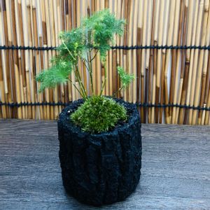 盆栽,癒し,苔テラリウム,ミニチュアガーデン,苔 (コケ)の画像