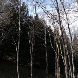 ハンノキ,雌 花,雄 花,冬 芽,樹 幹の画像