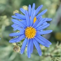 デージー,ブルーデージー,原種デージー アルムの空,イングリッシュデージー アルムの空,デージータッソーストロベリー＆クリームの画像