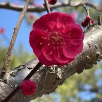 ラムズイヤー,紅梅,河津桜,梅  思いのまま,公園の画像