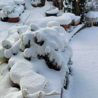 ツツジ,ボケ,雪pic祭の画像
