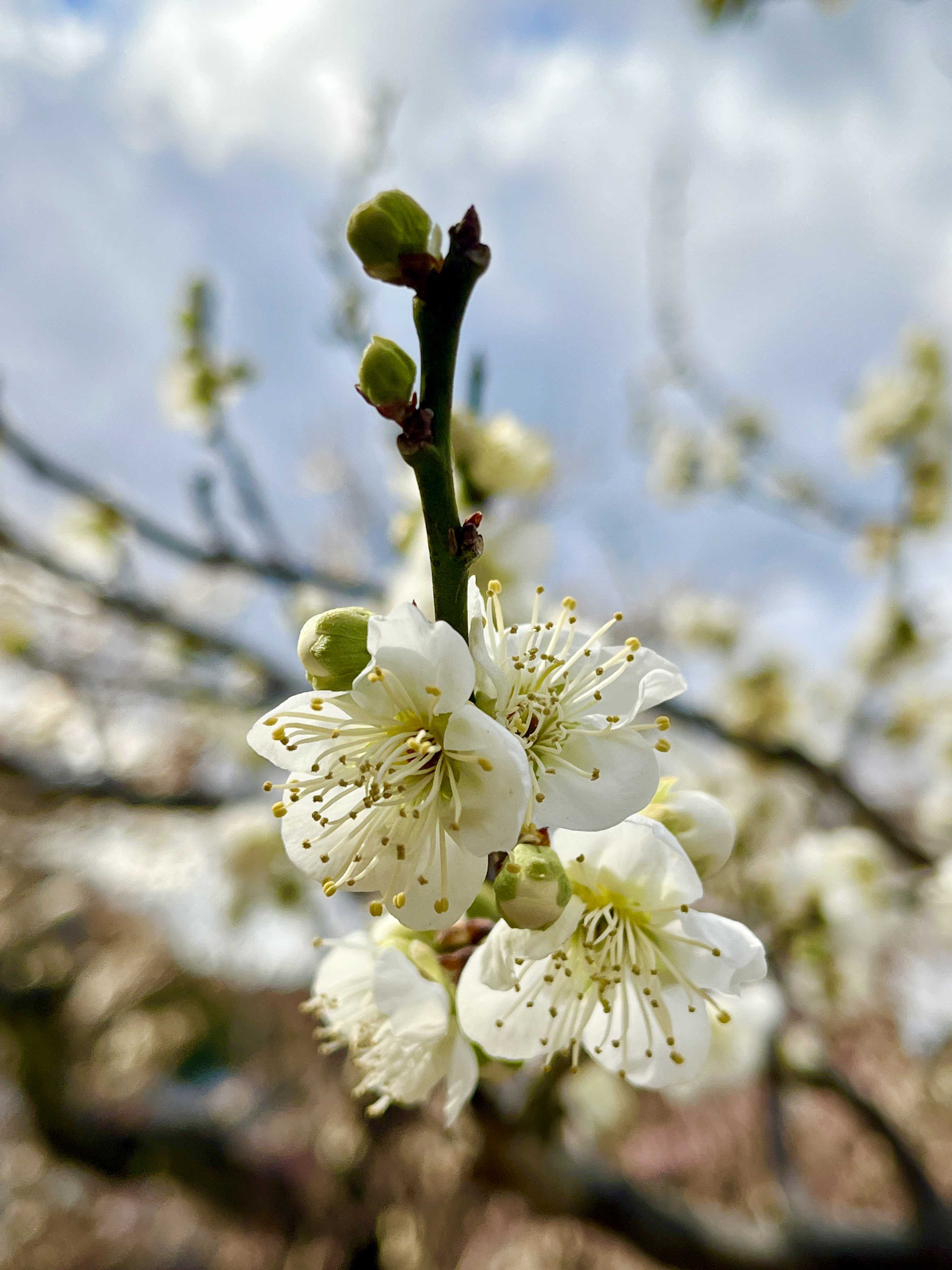 緑の梅の花 産地直送】秋田緑花農園のゼラニウム（7種）セット | アトリエ