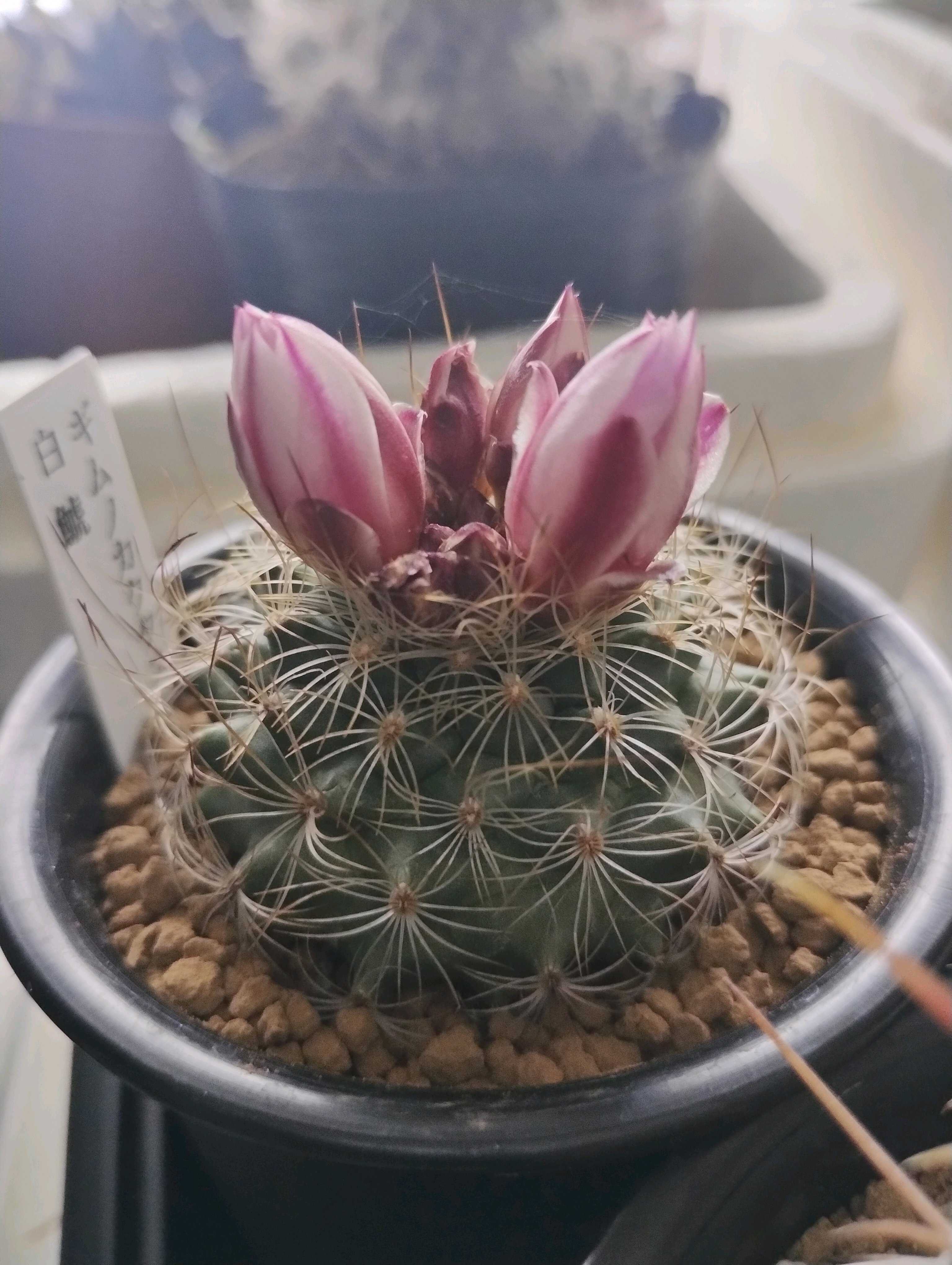 キレオレブチア ナピナ スピノシオールの一覧｜🍀GreenSnap（グリーン