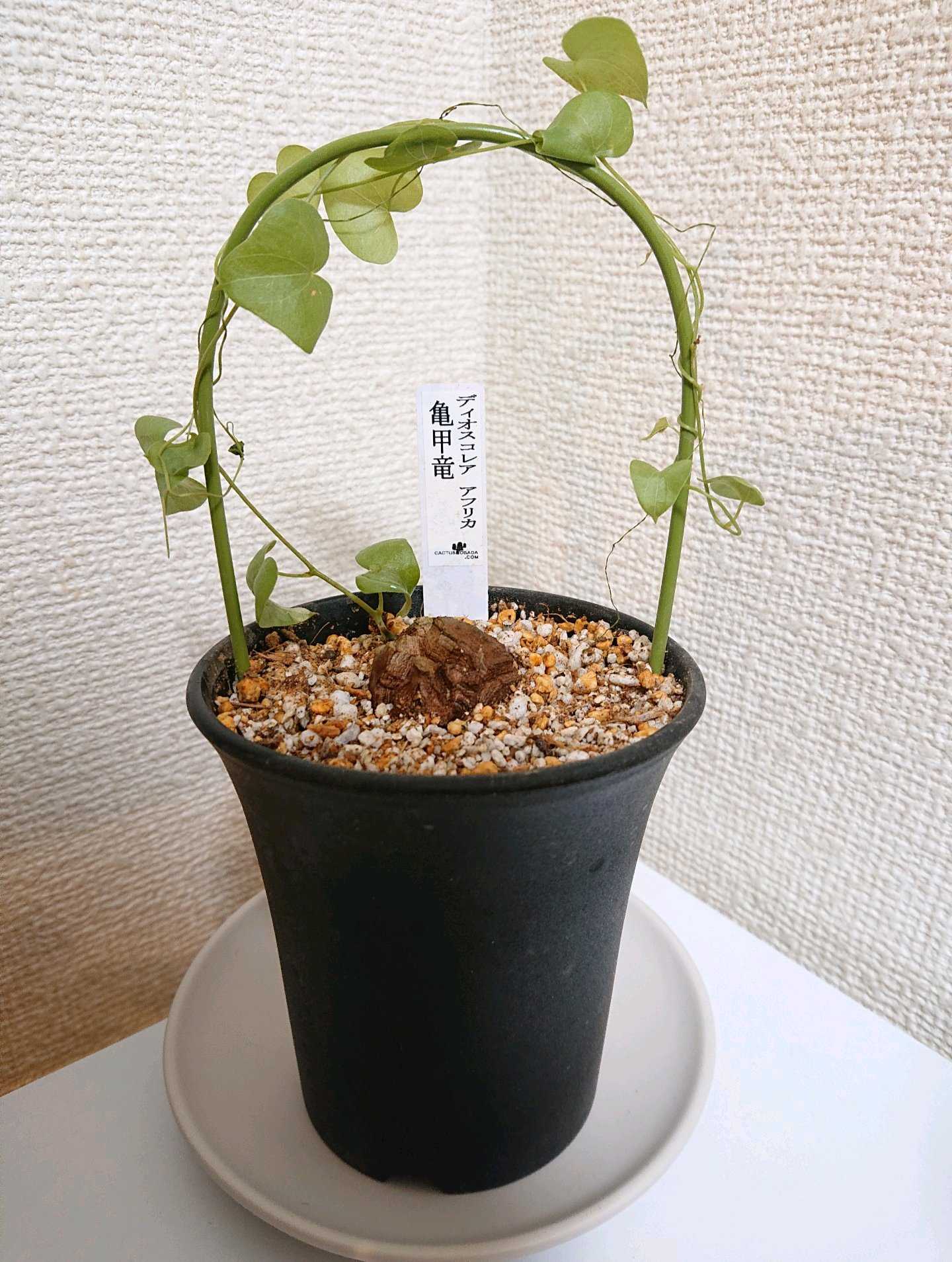 苔玉とエアプランツ｜🍀GreenSnap（グリーンスナップ）