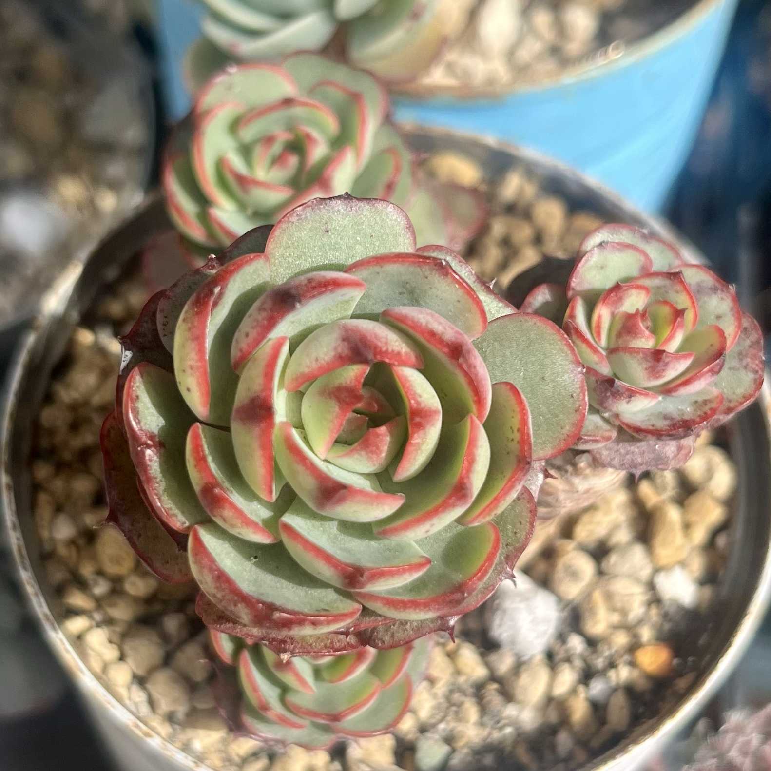 ラブファイヤーの育て方｜🍀GreenSnap（グリーンスナップ）