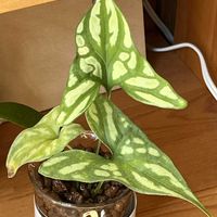 セルセスティス ミラビリス,観葉植物,ハイドロカルチャー,サトイモ 科,新入りの画像