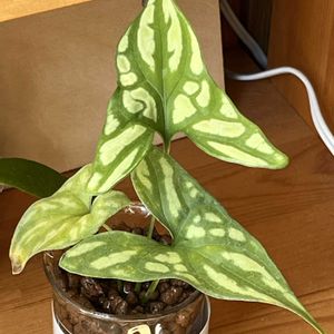 セルセスティス ミラビリス,観葉植物,ハイドロカルチャー,サトイモ 科,新入りの画像