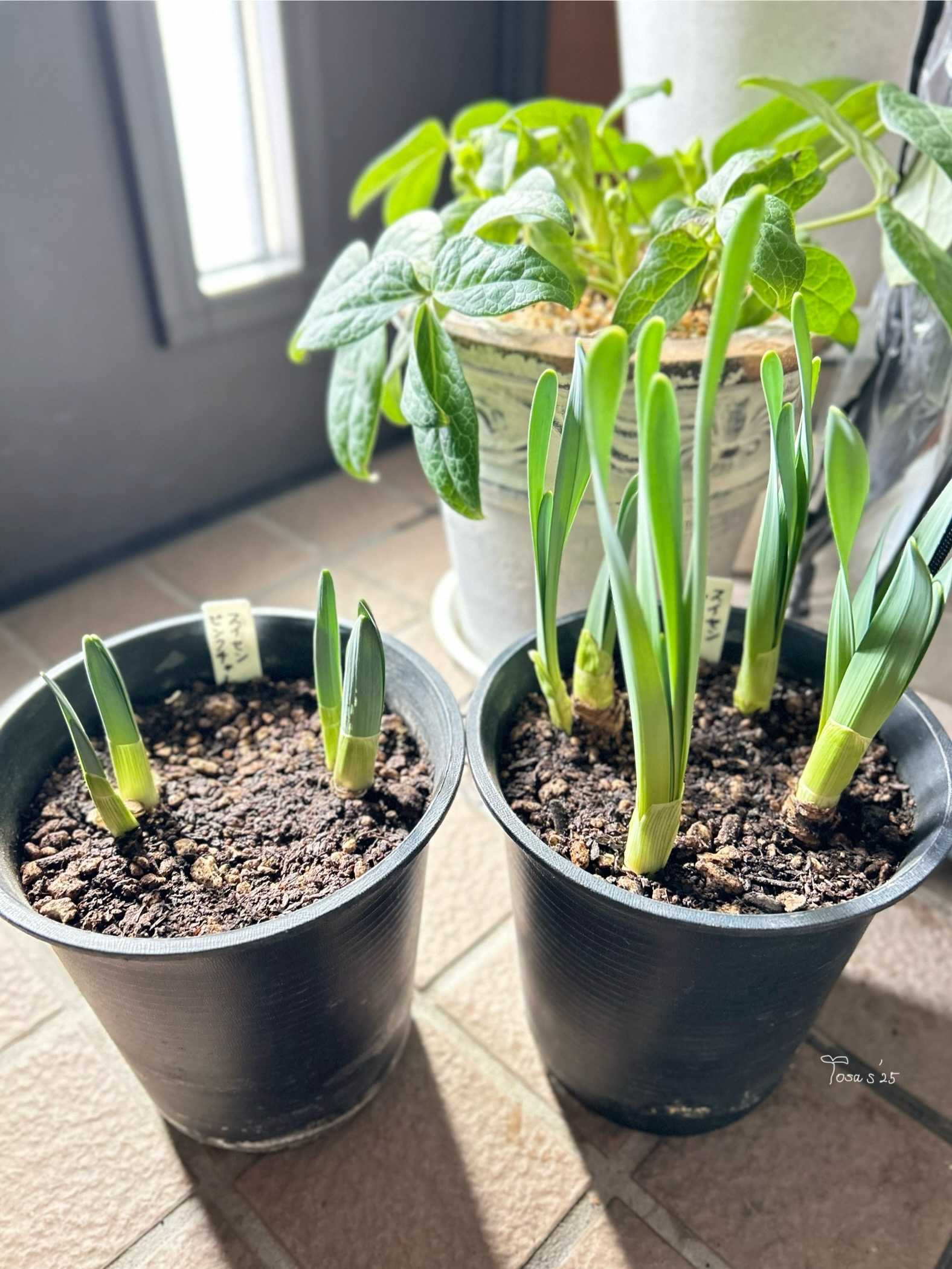 水仙球根を鉢植えで初めて育ててみる事にしました🎶 ｜🍀GreenSnap