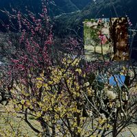 蝋梅,紅梅,白梅,3分咲きの画像