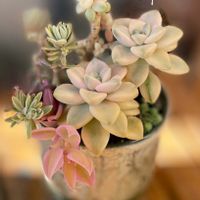 ティテュバンス錦,寄せ植え,多肉植物,多肉植物寄せ植え,普及種の画像