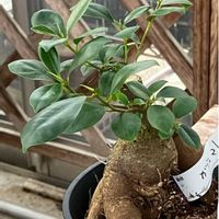 ハナカンザシ,ハナカンザシ,ガジュマル,ガジュマル,エケベリア　ハムシーの画像