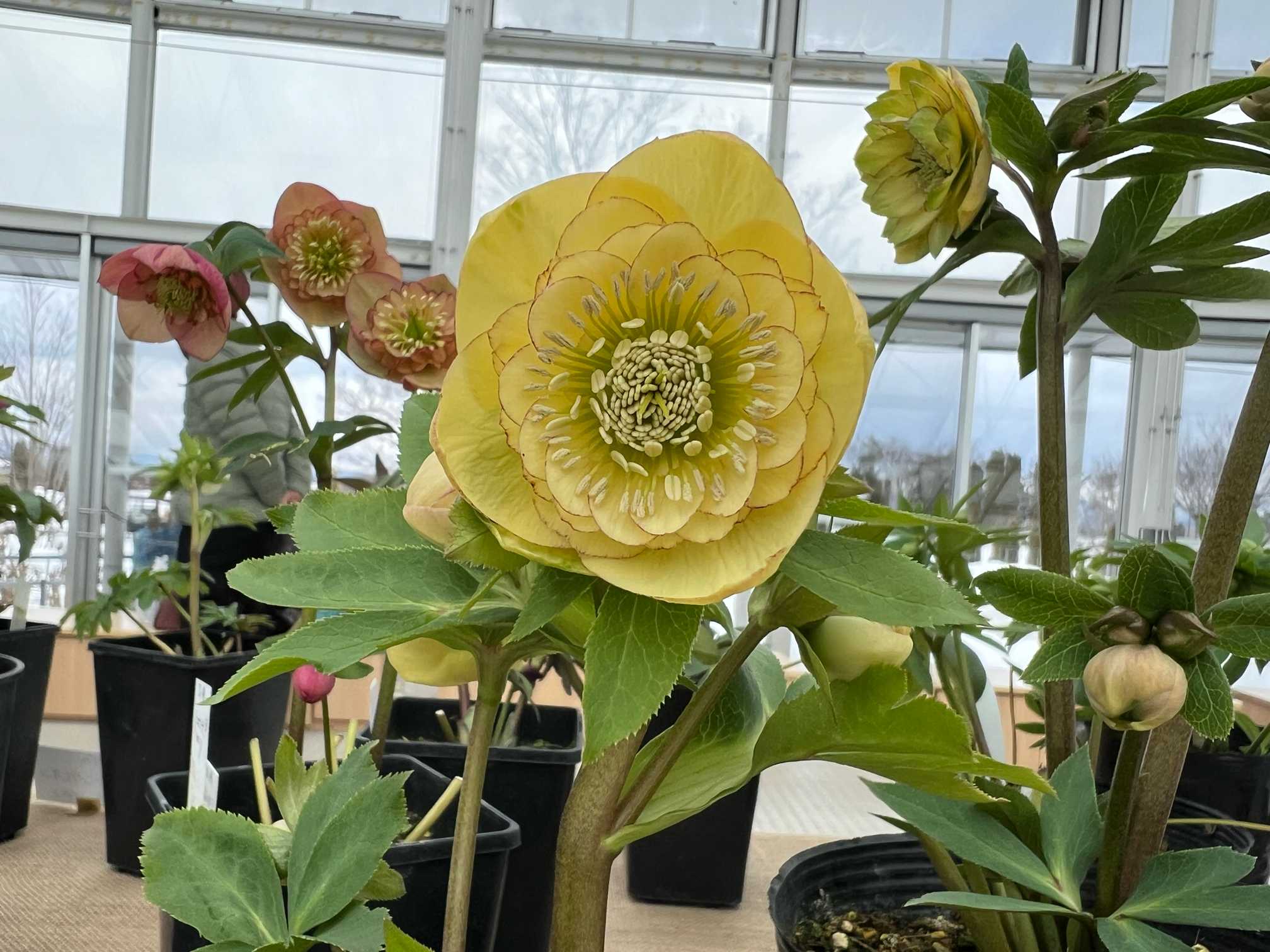 クリスマスローズ開花苗セミダブルグリーンリップ2種植え 山形