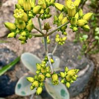 胡蝶の舞,仙人の舞,多肉植物,多肉の花,ビタミンカラーの画像