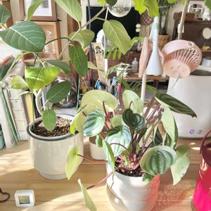 スイカぺぺ,IKEA,観葉植物,植え替え,インテリアグリーンの画像