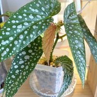 ベゴニア,ベゴニア ホワイトアイス,観葉植物,初心者の画像