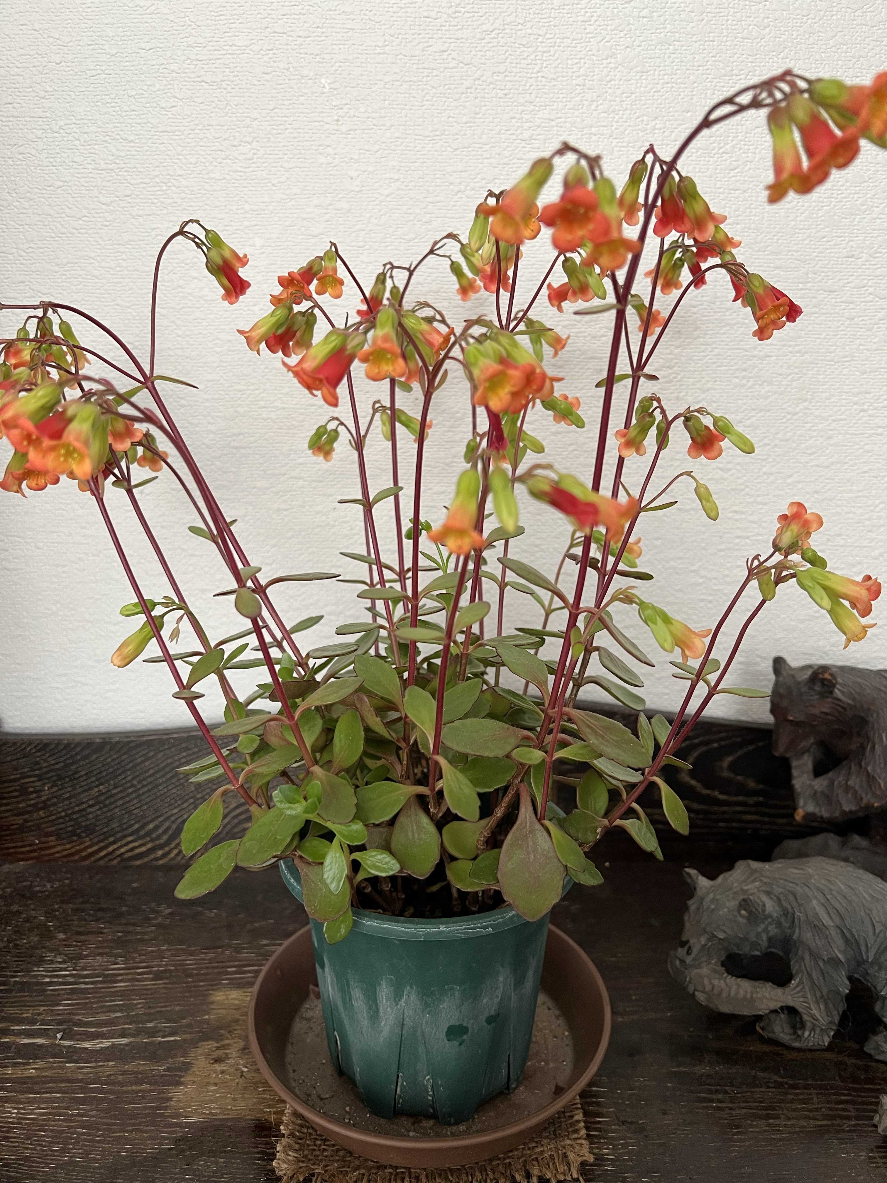 テッサの育て方｜季節ごとの注意すべきポイントは？｜🍀GreenSnap