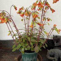 カランコエ テッサ,室内管理の画像