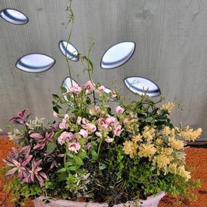 ネメシア,ジャスミン,ギャザリング体験レッスン,ギャザリング,GSのみなさんに感謝♡の画像