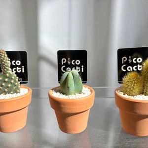 サボテン,竜神木,キンエボシ,オウゴンチュウ (黄金紐),観葉植物の画像