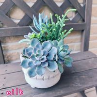 虹の玉,桜牡丹,若緑,南十字星,万宝の画像