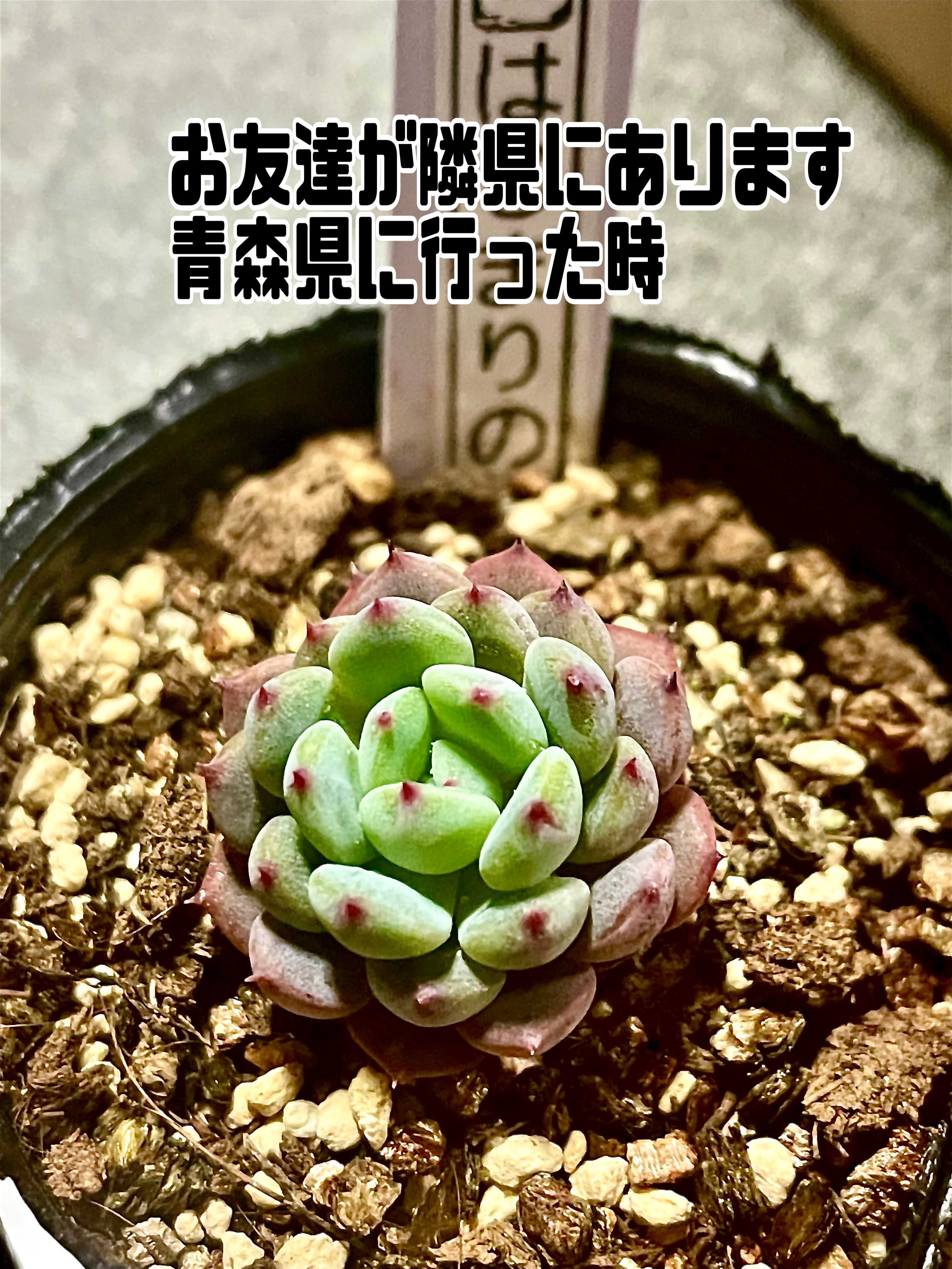 ストロベリーミルククラウンの一覧｜🍀GreenSnap（グリーン