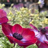 アネモネ,ウメ,エリカ,オキザリス,イトソマの画像