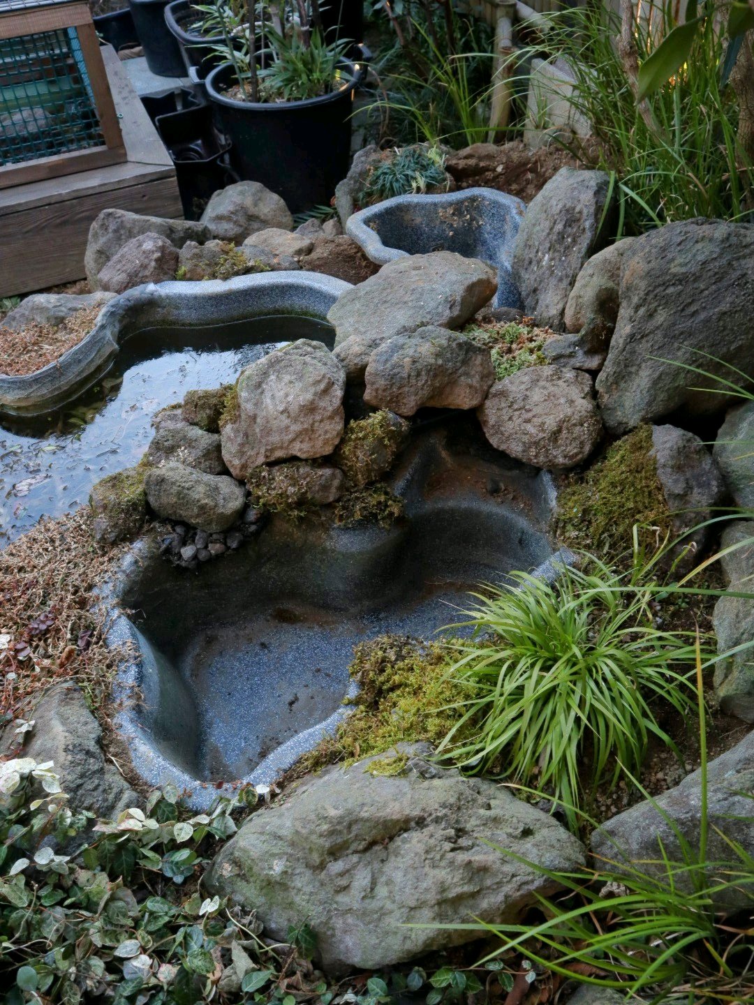 楽天市場】斑入り山野草 サギソウ（良球） 天の川 5球（中小球