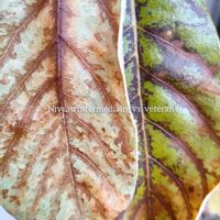 アボカド,✢ふこポエム✢の画像