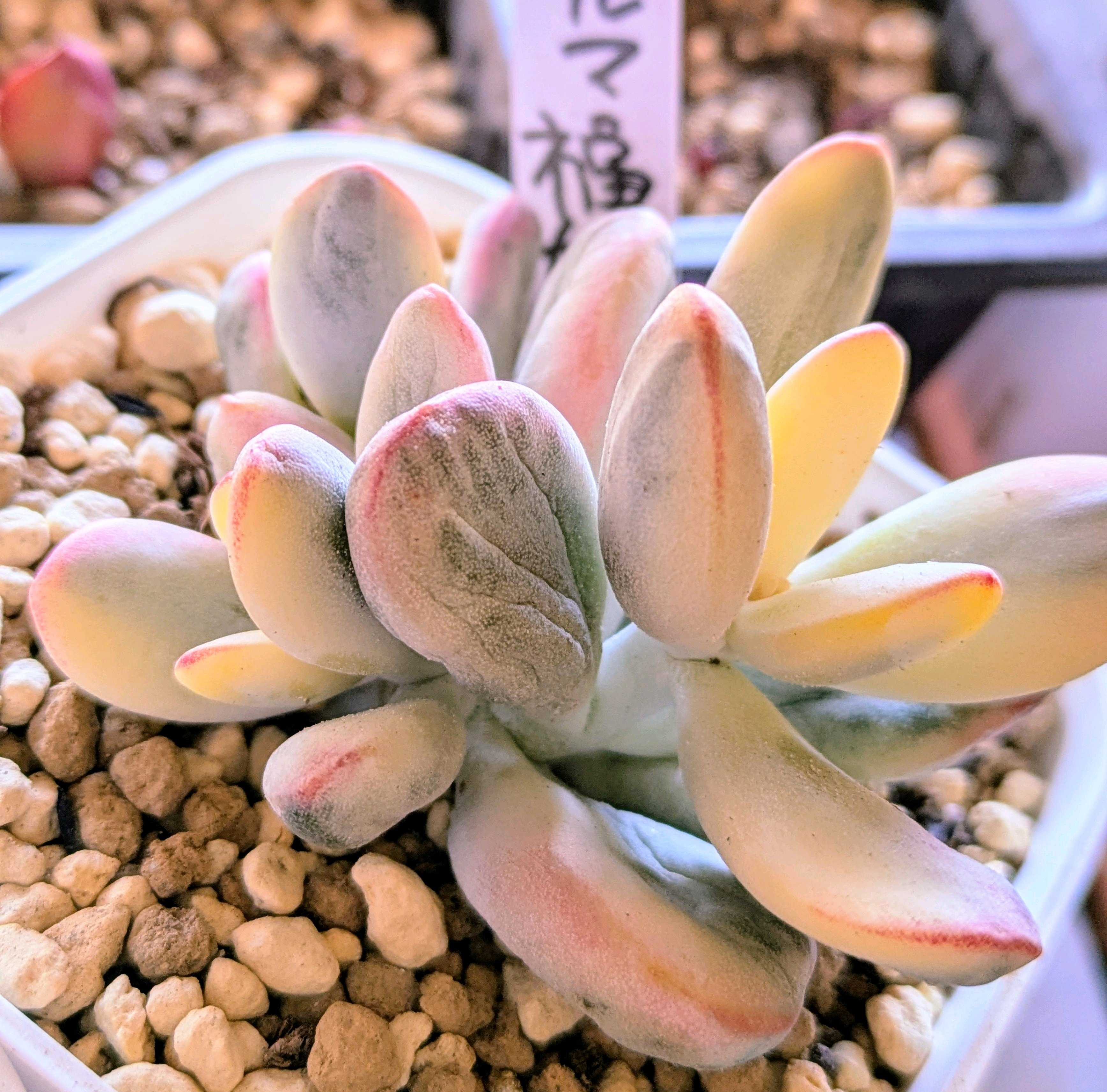 多肉植物 ❁︎達磨福娘錦 大群生