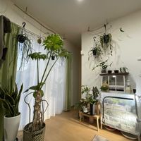 アンスリウム,リプサリス,多肉植物,観葉植物,サンセベリア属の画像