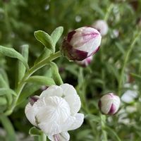 ハナカンザシ,ワイルドストロベリー,季節を楽しむ,小さなお花♡,白い水曜日♡の画像