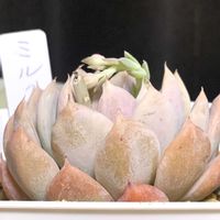 エケベリア　ミルクティ,多肉植物,かわいい,多肉大好き,多肉中毒の画像