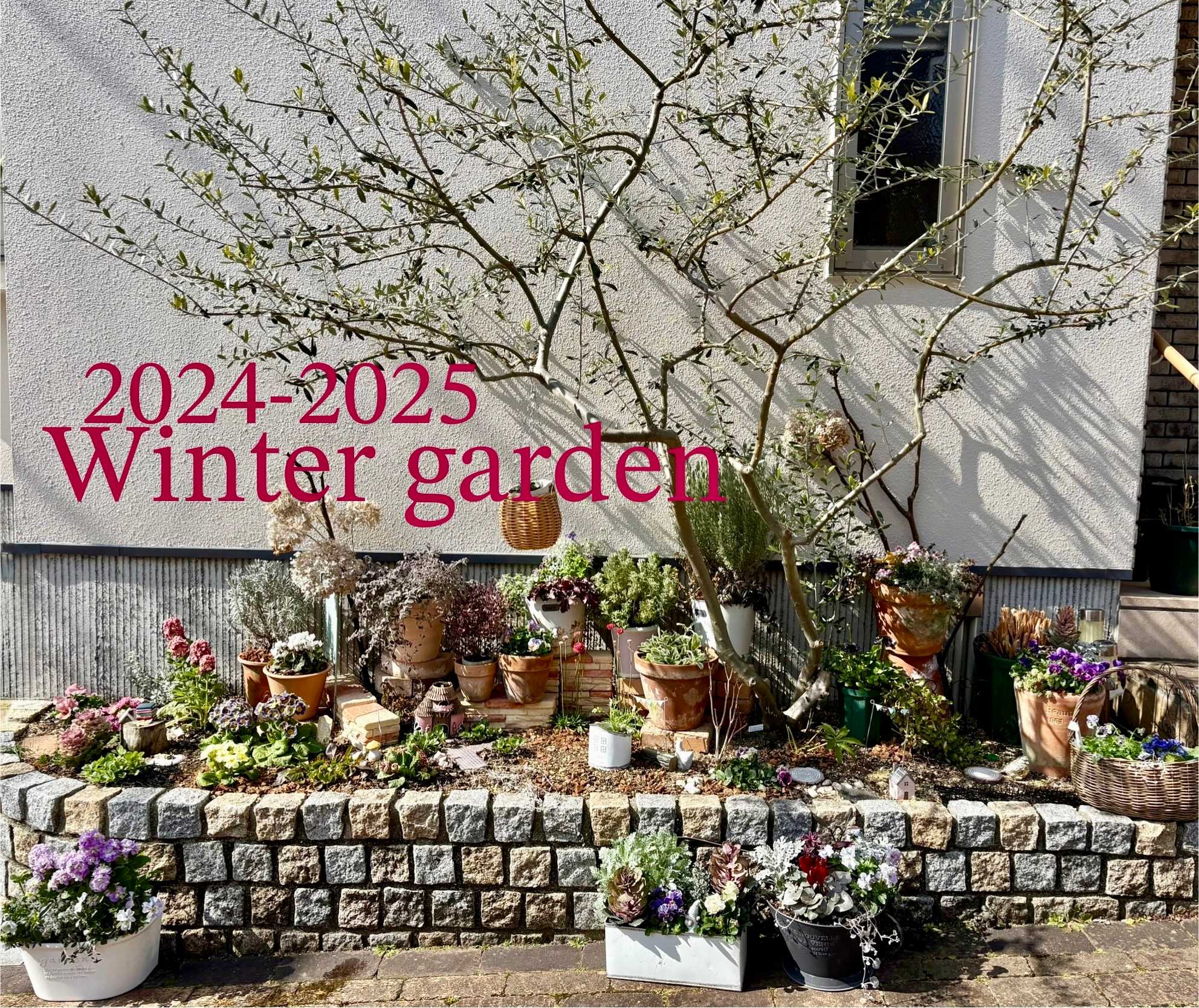 私の庭図鑑2024-2025 Winter｜🍀GreenSnap（グリーンスナップ）