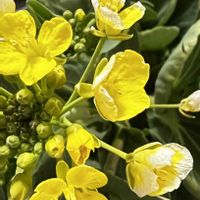 青梗菜,青梗菜の花,いただきもの,GS 大好き,がんばろう！の画像