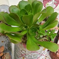 オルビキュラリス,GSミニモニ。,バラと夢CLUB,GSのつながりに感謝,家族に感謝!の画像