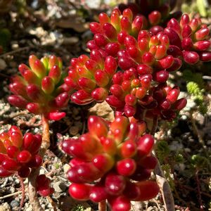 虹の玉,多肉植物,紅葉する多肉,セダム属,多肉地植えの画像