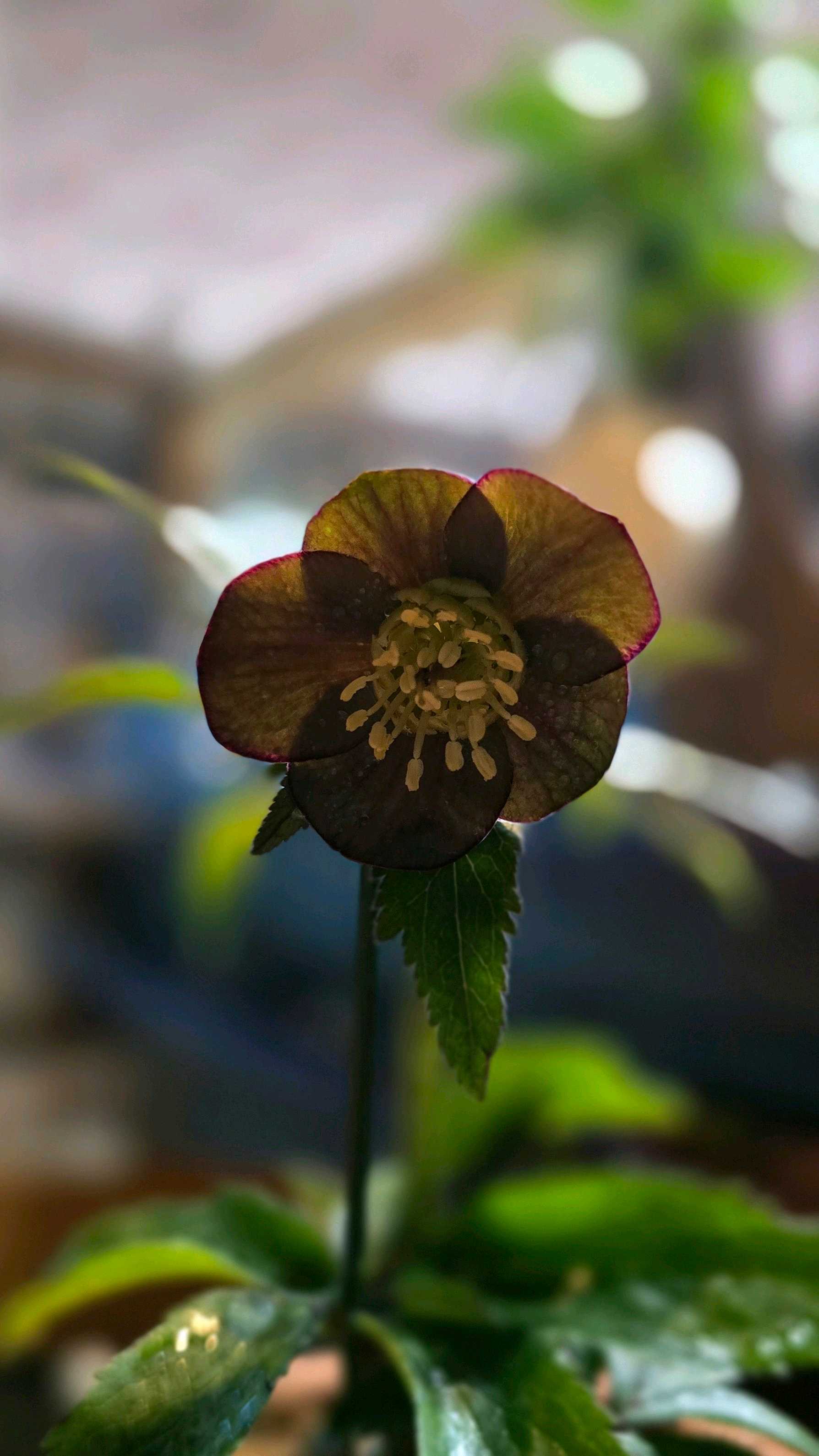 クリスマスローズ リトルビーストの一覧｜🍀GreenSnap（グリーン